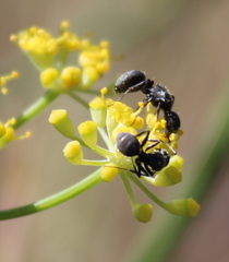 Camponotus kiesenwetteri