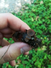 Ciboria batschiana