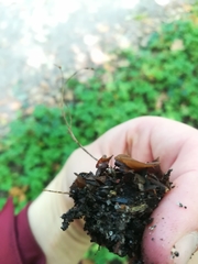 Ciboria batschiana