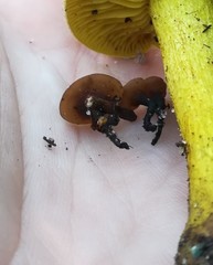 Ciboria batschiana