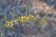 Acacia omalophylla