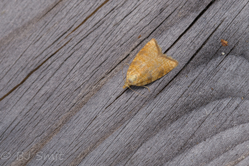 Yellow Oak Button, Soesterberg, Provincie Utrecht, Holland, photo 8 of 10