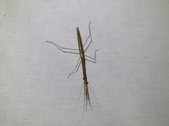 Tenodera blanchardi