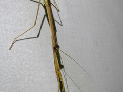 Tenodera blanchardi