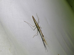 Tenodera blanchardi
