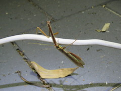 Tenodera blanchardi
