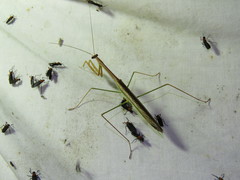 Tenodera blanchardi