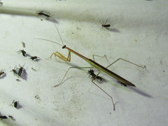 Tenodera blanchardi