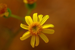 Senecio inaequidens