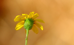 Senecio inaequidens