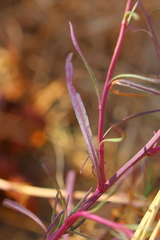 Senecio inaequidens