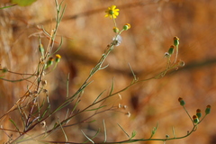 Senecio inaequidens