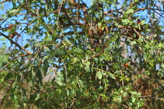 Tapinanthus quequensis