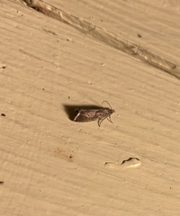 Dichrorampha acuminatana