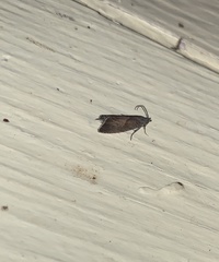 Dichrorampha acuminatana