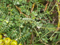 Sophora molloyi