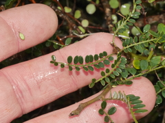 Sophora molloyi