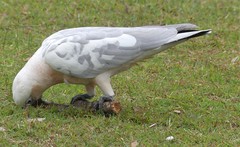 Cacatua sanguinea × Eolophus roseicapilla