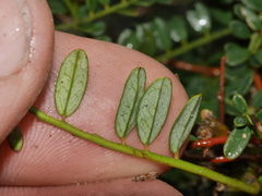 Sophora molloyi