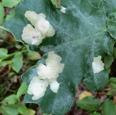 Tischeria ekebladella