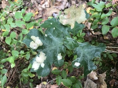 Tischeria ekebladella