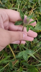 Trifolium pratense