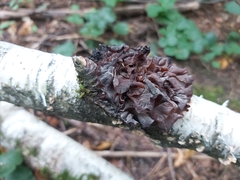 Phaeotremella foliacea