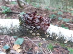 Phaeotremella foliacea