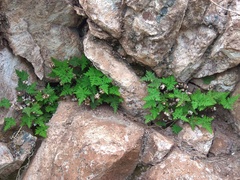 Aleuritopteris argentea