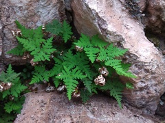 Aleuritopteris argentea