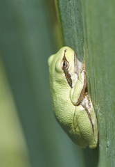 Hyla sarda