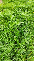 Taraxacum officinale