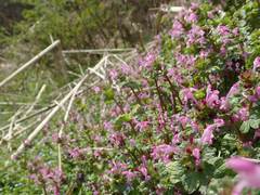 Lamium amplexicaule