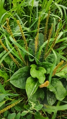 Plantago major