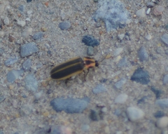 Pyractomena angulata