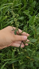 Chenopodium album