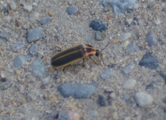 Pyractomena angulata