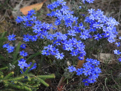 Dampiera linearis