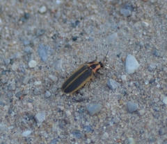 Pyractomena angulata