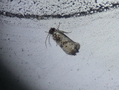 Oriodryas olbophora