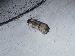 Oriodryas olbophora