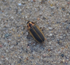 Pyractomena angulata