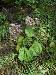 Adenostyles australis