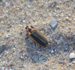 Pyractomena angulata
