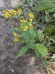 Senecio ovatus alpestris