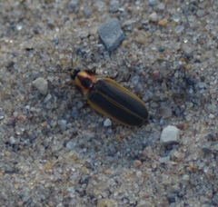 Pyractomena angulata