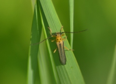 Oberea tripunctata