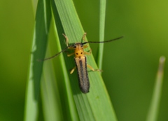 Oberea tripunctata