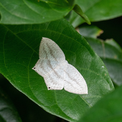 Acropteris ciniferaria