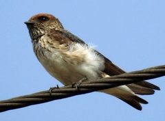 Petrochelidon fluvicola